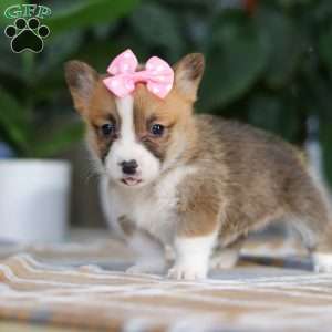 Faith, Pembroke Welsh Corgi Puppy